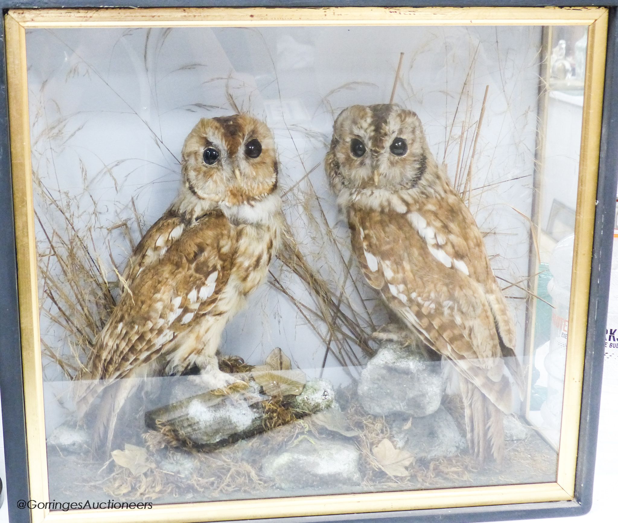A pair of taxidermic tawny owls in glazed case, 46 x 52cm